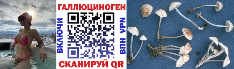 mega как войти  как найти   Лиски  Галлюциногенные грибы Psilocybe 